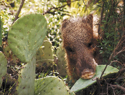 A javelina among the cactus