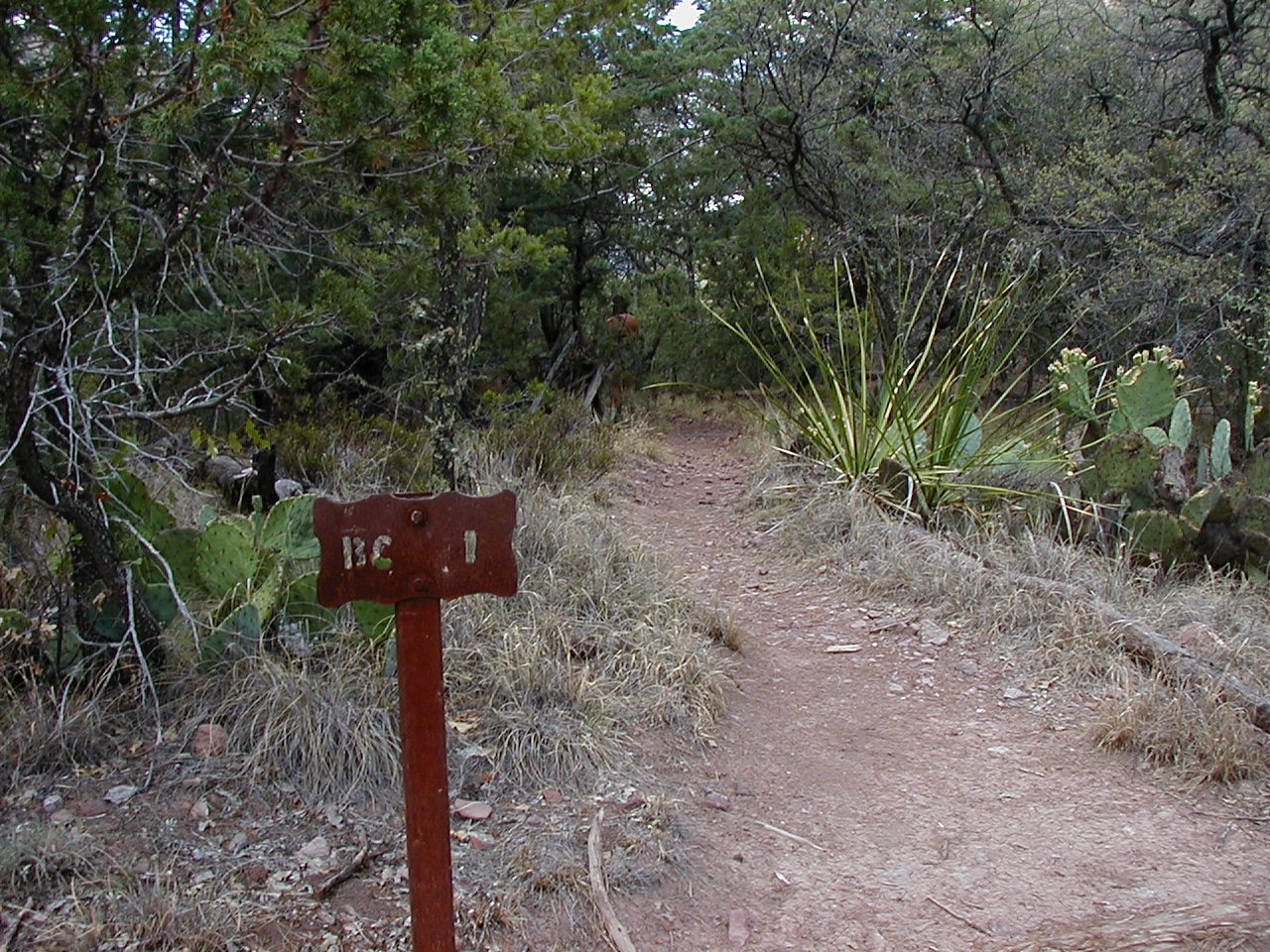 A marked trail in Big Bend National Park