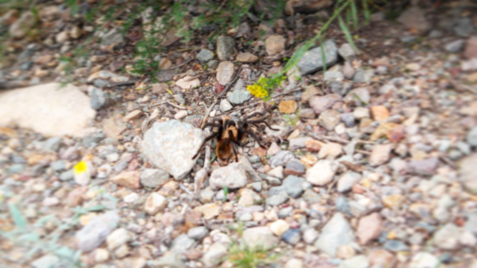 Tarantula chilling on the side of the trail