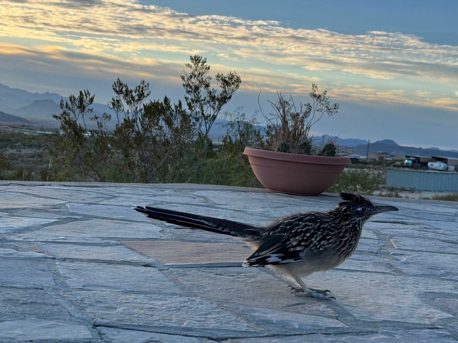 Roadrunner at Villa Terlingua